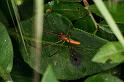 Tetragnatha_montana_D4904_Z_78_Les Gris_Frankrijk